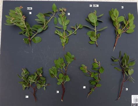 Analysis Of Some Arctostaphylos Samples In Charlton Flat Chilao