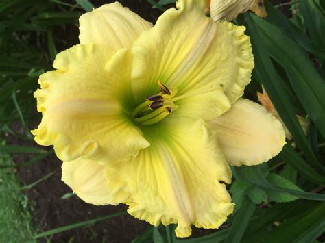 Rainforest Magic Daylily 3 Day Lilies Flowers Daylilies