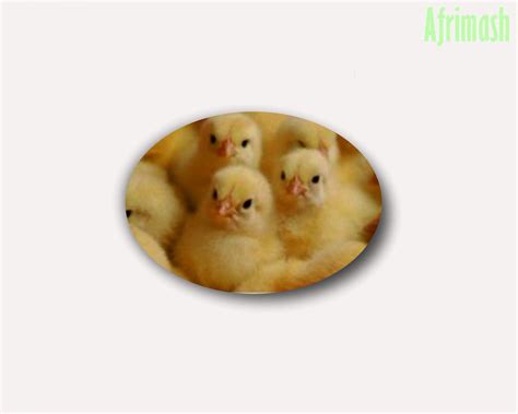 Commercial Day Old Arbor Acres Plus FIDAN Broilers Afrimash