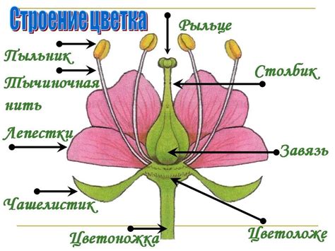 Строение цветка роль его частей в биологии какие функции выполняет