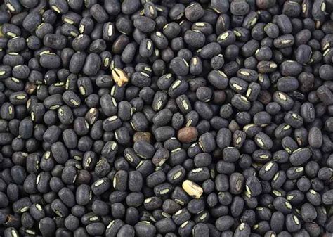 7 Amazing Health Benefits Of Urad Dal Black Gram Healthy Day