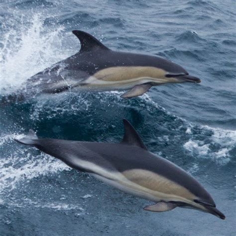 Common Dolphin | Suffolk Biodiversity Information Service