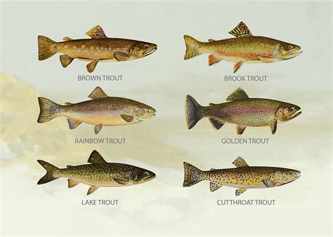 Trout Species Digital Art by Aged Pixel