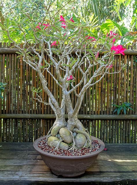 Adenium obesum (Desert Azalea, Desert Rose, Impala Lily, Mock Azalea ...