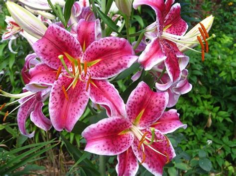 100 Different Types Of Lilies For Your Perennial Beds Florgeous