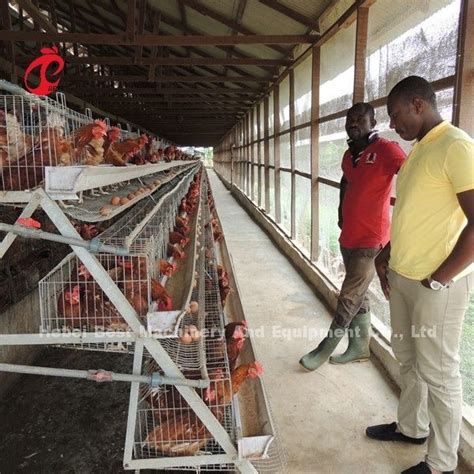 Most Economical Chicken Layer Battery Cage Poultry Farming For 5000 10000 20000 Birds Star