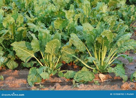 Sugar Beets In The Field Stock Photo Image Of Soil