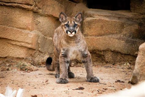 Photo Timeline University Of Houstons Live Cougar Mascots Since 1947