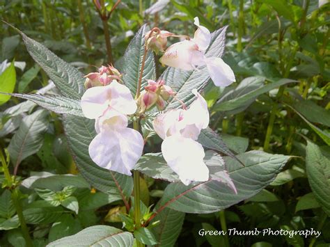 Pei Invasive Species Council Himalayan Balsam