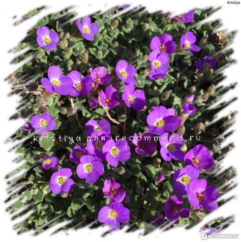 Обриета культурная (Aubrieta cultorum) - «Красивое цветочное облако ...