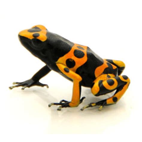 Yellow Banded Poison Dart Frog from ReptMart.com