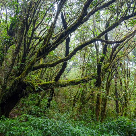 Trekking Chư Yang Sin Mây Adventure