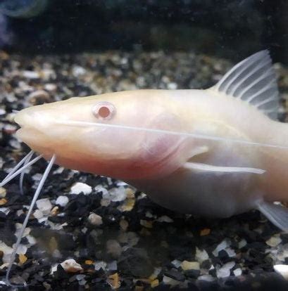 Albino Bagre Catfish (Rhamdia quelen) – Predatory Fins