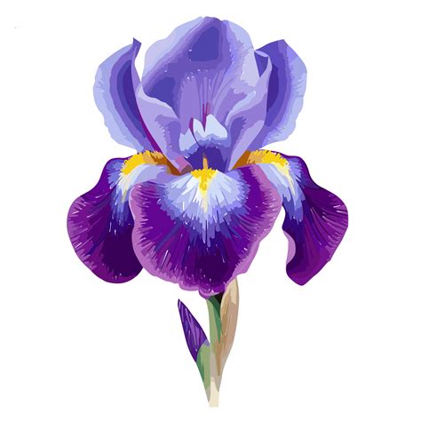 Iris Flower Transparent Background Ai Generative 27434238 PNG