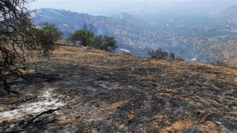 Incendio En María Pinto Sigue Avanzando Senapred Decretó Alerta