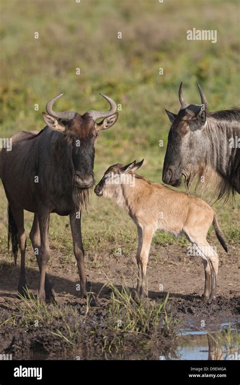 Wildebeest calves hi-res stock photography and images - Alamy