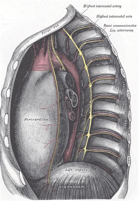 Ligamentum arteriosum - wikidoc