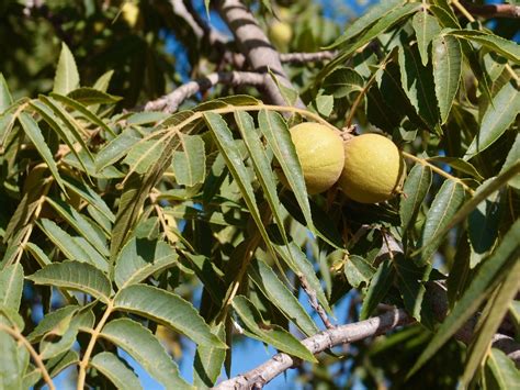 Arizona Black Walnut The Arizona Native Plant Society