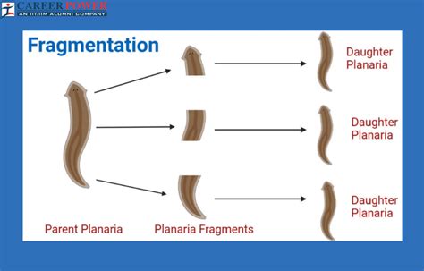 Fragmentation Definition Diagram Examples And Its Process