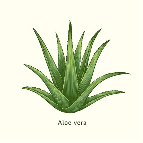 Premium Vector Aloe Vera Hand Drawn Illustration In Vintage Engraving