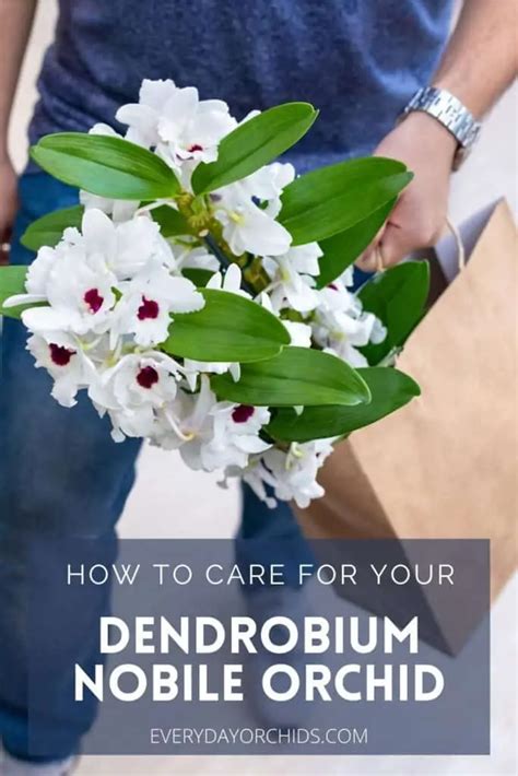 Descubre Los Secretos Para Hacer Florecer Tus Dendrobium Nobile Como