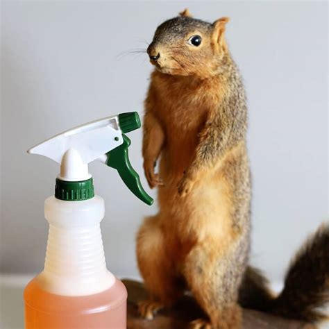 Homemade Squirrel Repellent Recipe 🐿️ House Of Hawthornes