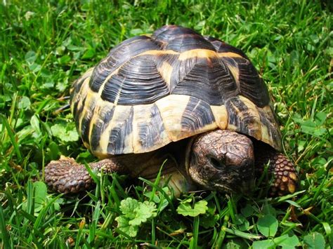 Cuidados de la tortuga de tierra, ¿qué necesita como mascota? Wakyma