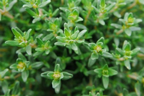 What Is Thyme? Planting, Growing and Using the Thyme Herb - Gardeners' Magazine