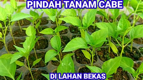 CARA MENANAM CABE DI LAHAN BEKAS YouTube