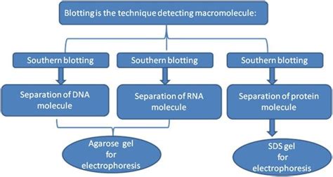 Western Blot Protocol | Complete Guide with Tips on Troubleshooting