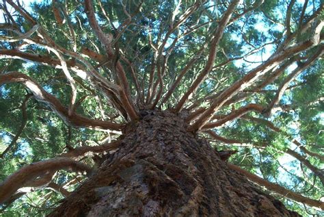 Semillas De Secuoya Gigante Sequoiadendron Giganteum