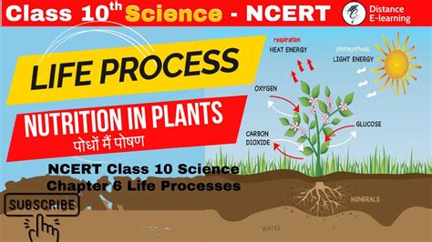 Nutrition In Plants Life Processes Class 10 Science Biology NCERT