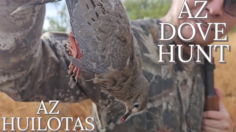 Arizona Dove Hunting Cazeria De Huilotas Arizona 2023 Youtube