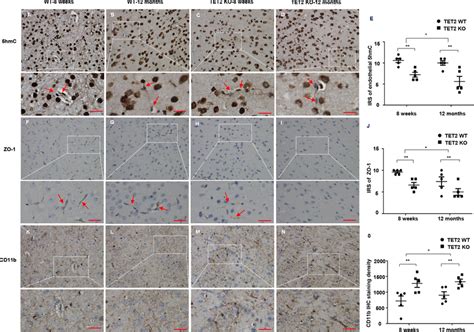 Changes of 5hmC, ZO-1, and CD11b in Tet2-/- mice. A–D 5hmC signal in ...