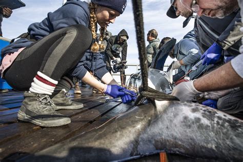 StrawberryPoptart On Twitter RT OCEARCH Today We Celebrate The