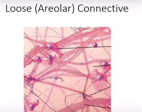 Loose Connective Tissue Diagram | Quizlet