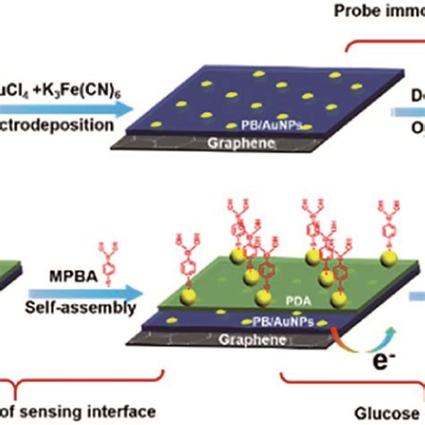 Schematic Illustration For The Fabrication Of 3d Non Enzymatic And