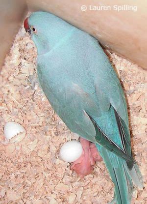 Indian Ringnecks ParrotFeather