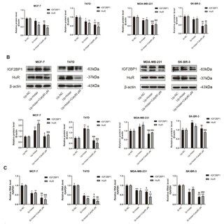 Reduced Expression Of LncRNA HOTAIR By Calycosin Different