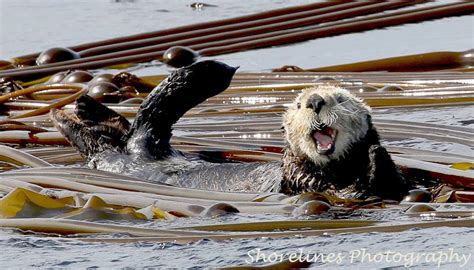 How Does A Sea Otter Defend Itself