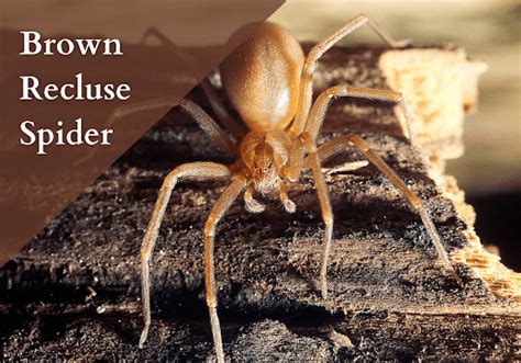 Top 5 Most Venomous Spiders In North America