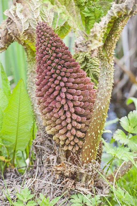 Collecting Gunnera Seeds For Planting - How To Propagate Gunnera From ...