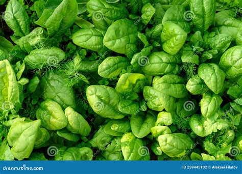 Background of a Large Number of Spinach Leaves. Vegetarian Food. Food ...