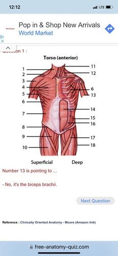 Torso Anterior Flashcards Quizlet