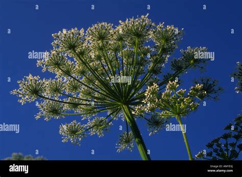 Blumendolden Von Unten Fotos Und Bildmaterial In Hoher Aufl Sung Alamy