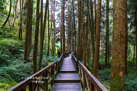 阿里山國家森林遊樂區。巨木群步棧道。沉醉在森林懷抱 輕旅行