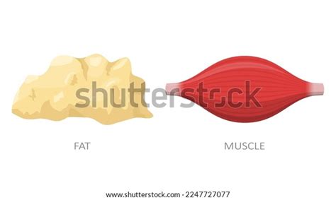 Fat Tissue Muscle Isolated On White Stock Vector (Royalty Free ...