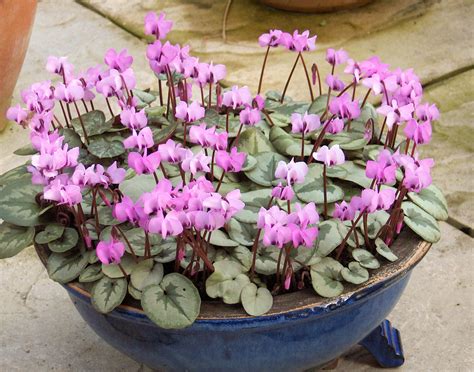 Cyclamen Coum Eastern Sowbread Travaldos Blog