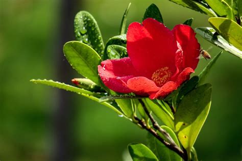 Camelia Las 8 Variedades Más Bonitas De Camelias De Invierno