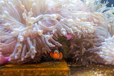 20 Clownfish Facts You Never Knew - OhMyFacts